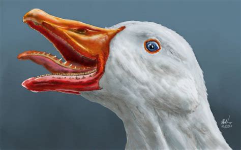 Goose teeth by tmolnar0831 on DeviantArt