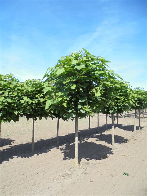 Catalpa Bignonioides Nana Filori Shop