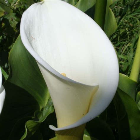 Calla ou zantedeschia aethiopica l arum blanc parfumé des jardins anciens