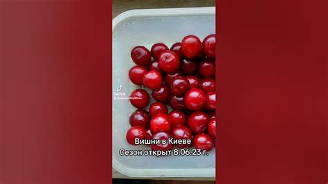 Вишни в Киеве. Сезон открыт 8.06.23 г. #вишни #вишня #урожай2023 # ...