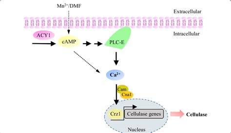 Mechanistic Model Of The Camp And Calcium Signalling Pathway In