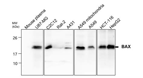 Apoptosis Antibody Panel Irap Ireal Biotechnology Inc