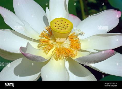 Lotus sagrado Nelumbo nucifera También conocido como Indian Lotus