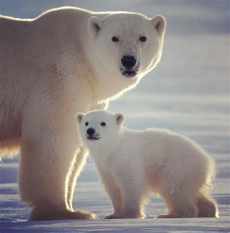 Happy International Polar Bear Day! Polar Bear Images, Polar Animals ...