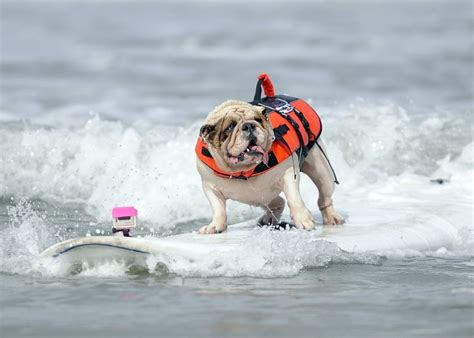 Amazing Creatures: Awesome dogs from the 2012 Surfing Dog Challenge (10 ...