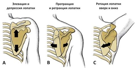 Тест улучшения движения лопатки - KinesioPro