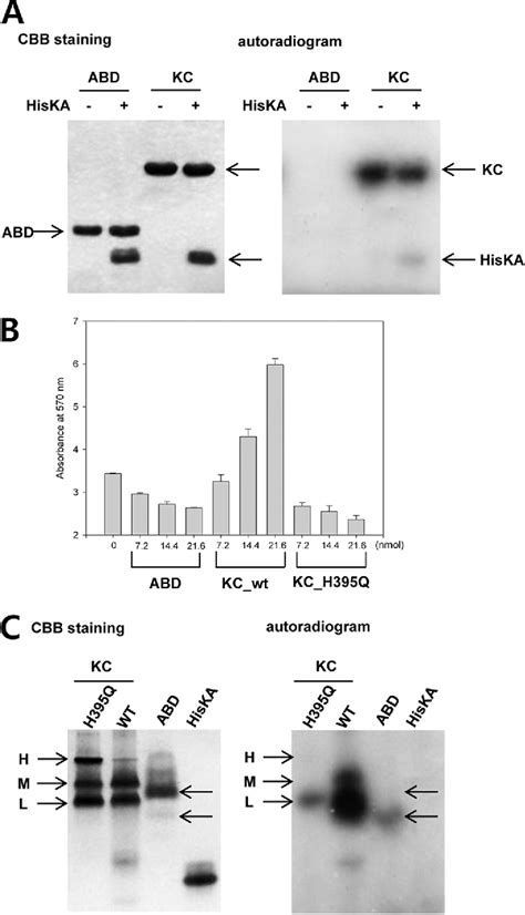 Figure From Activation Of Atp Binding For The Autophosphorylation Of