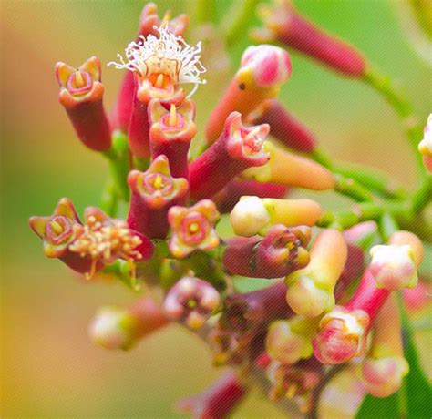 Clove Bud Organic Eugenia Caryophyllus Nature Provides