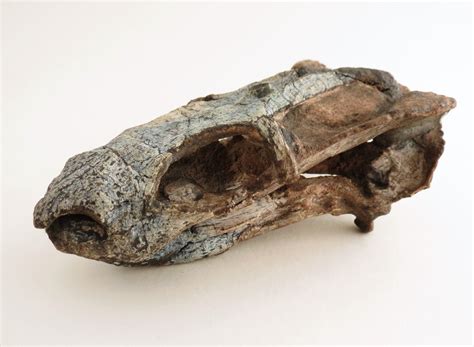 Unusual tusks in a new species of dicynodont from the Permian of Brazil