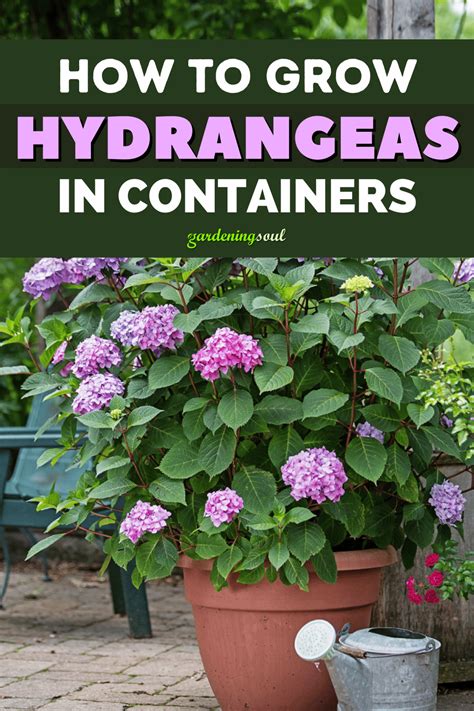 How To Grow Hydrangeas In Containers