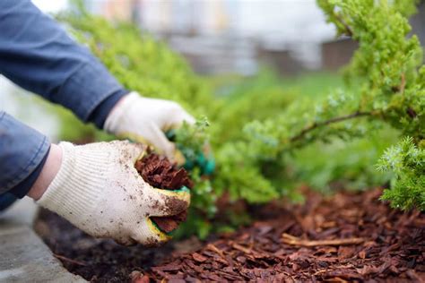 4 Best Ground Covers Mulch To Put Under Pine Trees