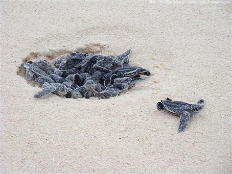 leatherback sea turtle hatchlings | Just Fun Facts