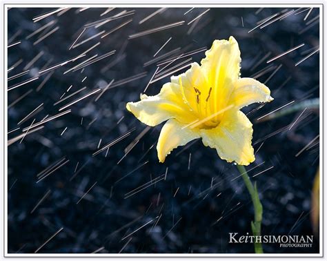 Summer Flowers - Keith Simonian Photography