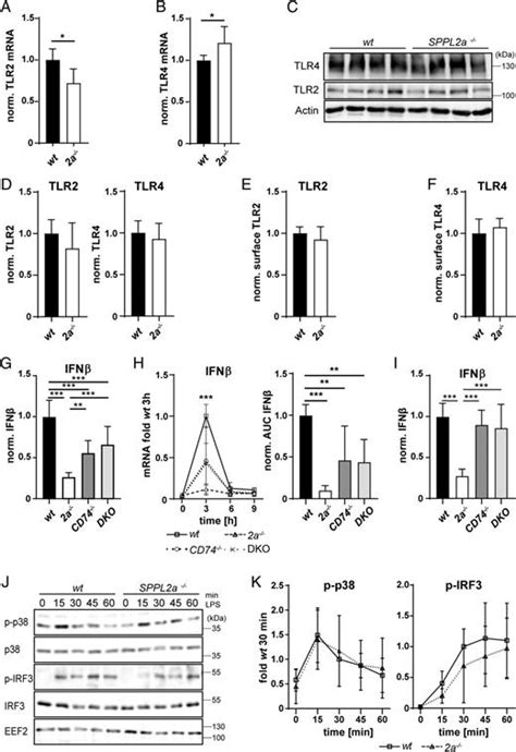 Deficiency Of The Intramembrane Protease Sppl2a Alters