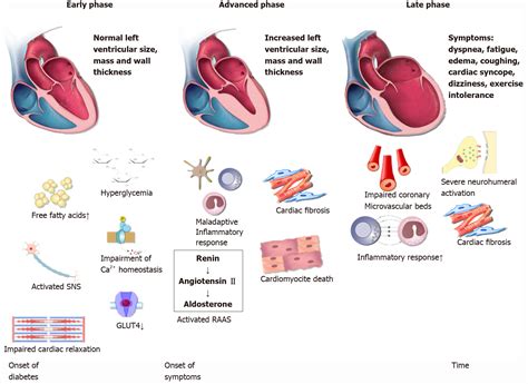 Role Of Novel Biomarkers In Diabetic Cardiomyopathy