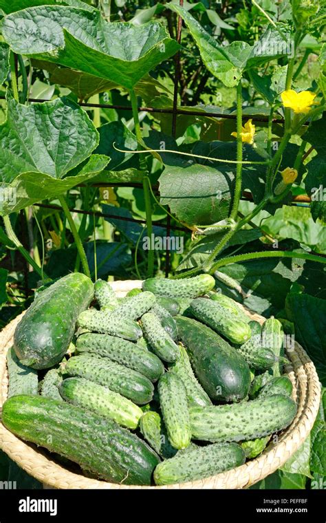 Cucumber Harvest A Field Hi Res Stock Photography And Images Alamy