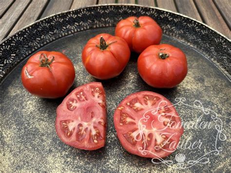 Bio Saatgut Tomate Marmande Tomatenzauber De Onlineshop