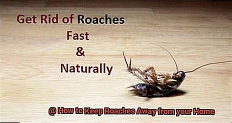 How to Keep Roaches Away from your Home? - All About Roaches