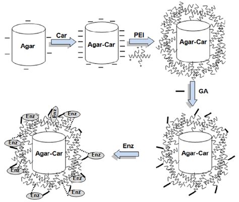 Schematic Representation Illustrating The Preparation And The