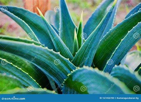 Green Sharp Natural Leaves In The Garden Stock Photo Image Of Cute