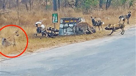 Hyena Cornered by Wild Dogs Calls for Backup! - YouTube