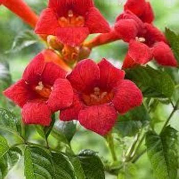 Campsis Radicans Balboa Sunset Monbal Trumpet Vine Garden Center