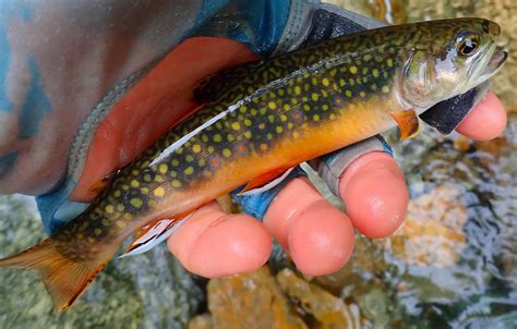 Beleaguered Rivers of New Hampshire's White Mountains Region