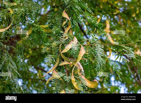 Acacia Baileyana Leaf And Seed Pod Sale Head Hesge Ch