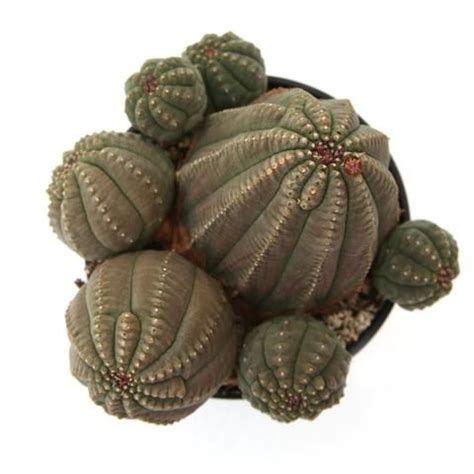 Euphorbia Obesa Basketball Plant Euphorbia Plants Succulents