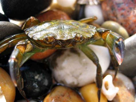 MarLIN The Marine Life Information Network Common Shore Crab