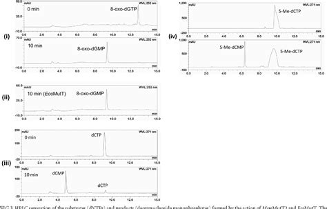 Figure 3 From Antimutator Roles In Escherichia Coli Smegmatis And Their