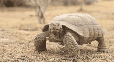 Do Tortoises Have Tails The Anatomy Of A Tortoise