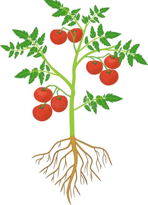 Tomato Plant Stem Stock Illustrations – 540 Tomato Plant Stem Stock Illustrations, Vectors ...