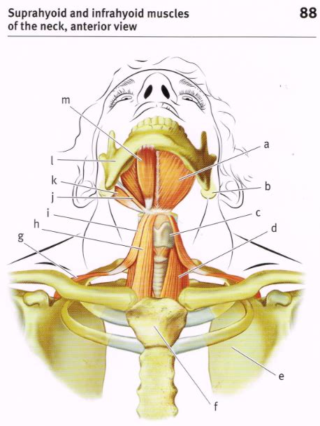 Suprahyoid Muscles Of Neck Diagram Quizlet