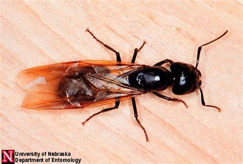 Carpenter Ant Management Nebraska Extension In Lancaster County