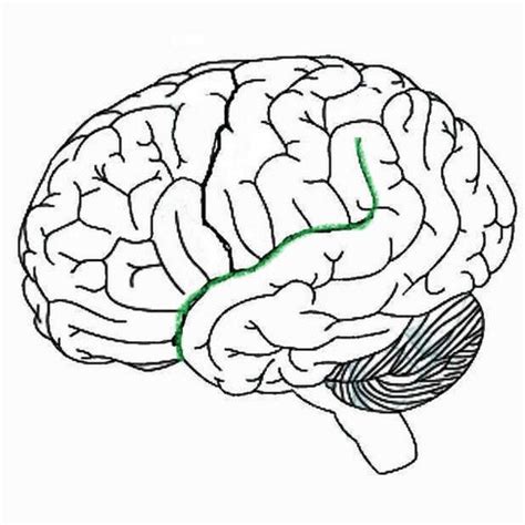 TEST 1 Neuroanatomy Central Nervous System Flashcards Quizlet