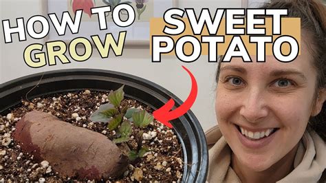 Grow Your Own Sweet Potatoes How To Grow Sweet Potato Slips Youtube