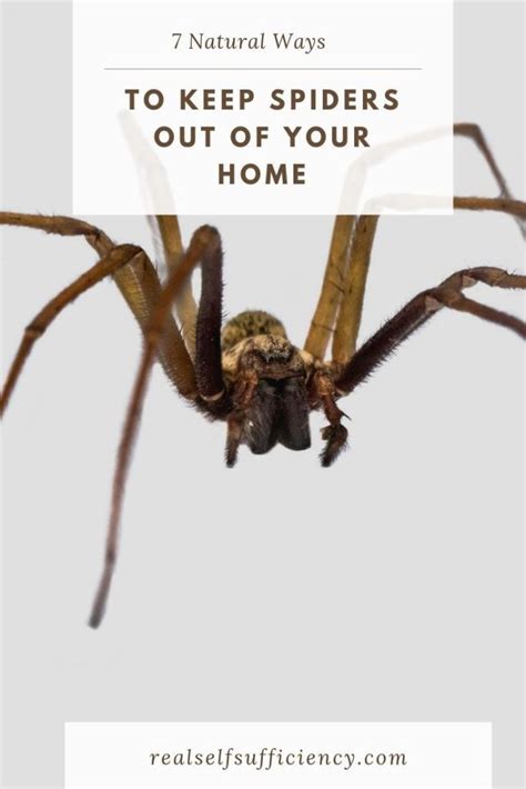 How To Keep Spiders Out Of Your Home Spider Pests Best Pest Control