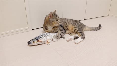 お気に入りの魚のおもちゃに身体をスリスリする猫が可愛い。 Festaオフィシャルブログ「猫のいる生活」powered By Ameba