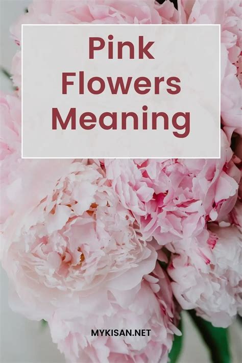 Pink Flowers Meaning Symbolism And Cultural Significance