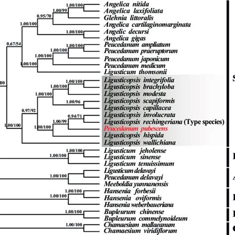 Phylogenetic Tree Inferred From Maximum Likelihood Ml And Bayesian Download Scientific