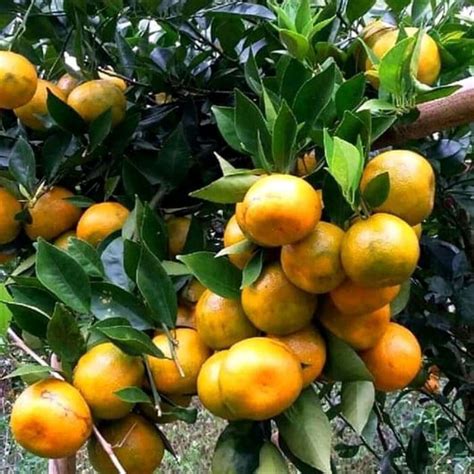 Jual Bibit Jeruk Keprok Siem Jeruk Manis Bibit Buah Tanaman Bibit