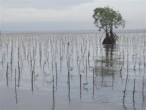 Planting Mangrove Forests To Contribute To Sustainability