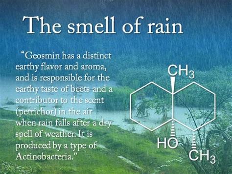 The Smell of Rain Explained