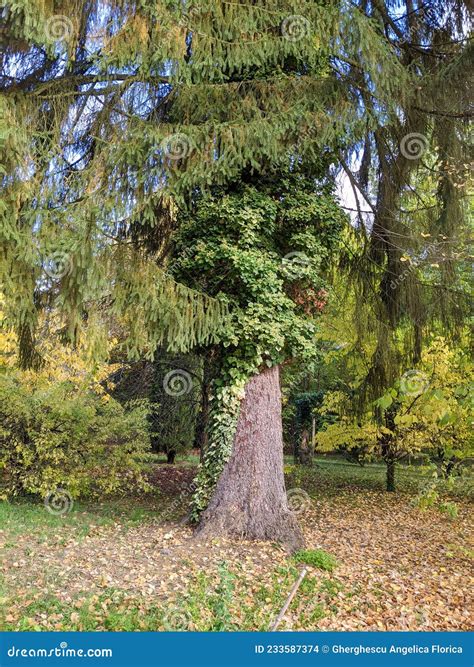 Tree In The Dendrological Park â€žarboretum Silvaâ€ GurahonÅ£ Commune