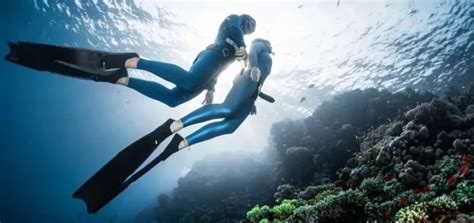 Free Diving Locations – Go Dive New Zealand