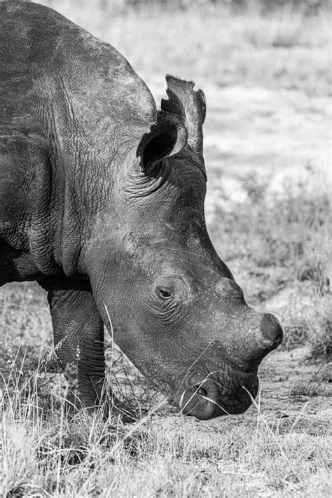 A Portrait In Black And White Of A Dehorned White Rhino Close Up Of