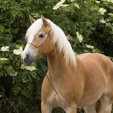 All About Haflingers American Haflinger Alliance