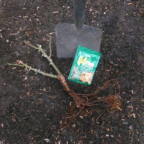 Planting Bare Root Roses How To Plant Rose Guide And Tips Uk