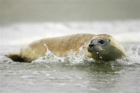 Release seals into the wild at the Wadden Sea - the Netherlands